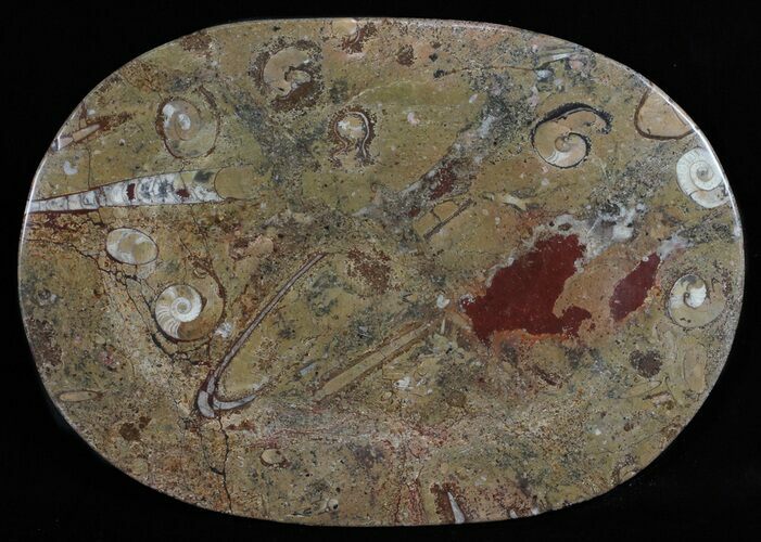 / Fossil Orthoceras & Goniatite Plate - Stoneware #58571
